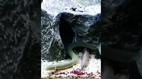 Ropefish and Eel share a Meal