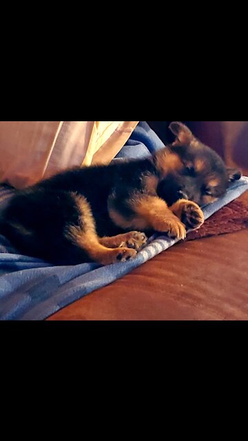 Jackson close close up