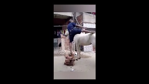 The dog is time change and man on the donkey funny video#####