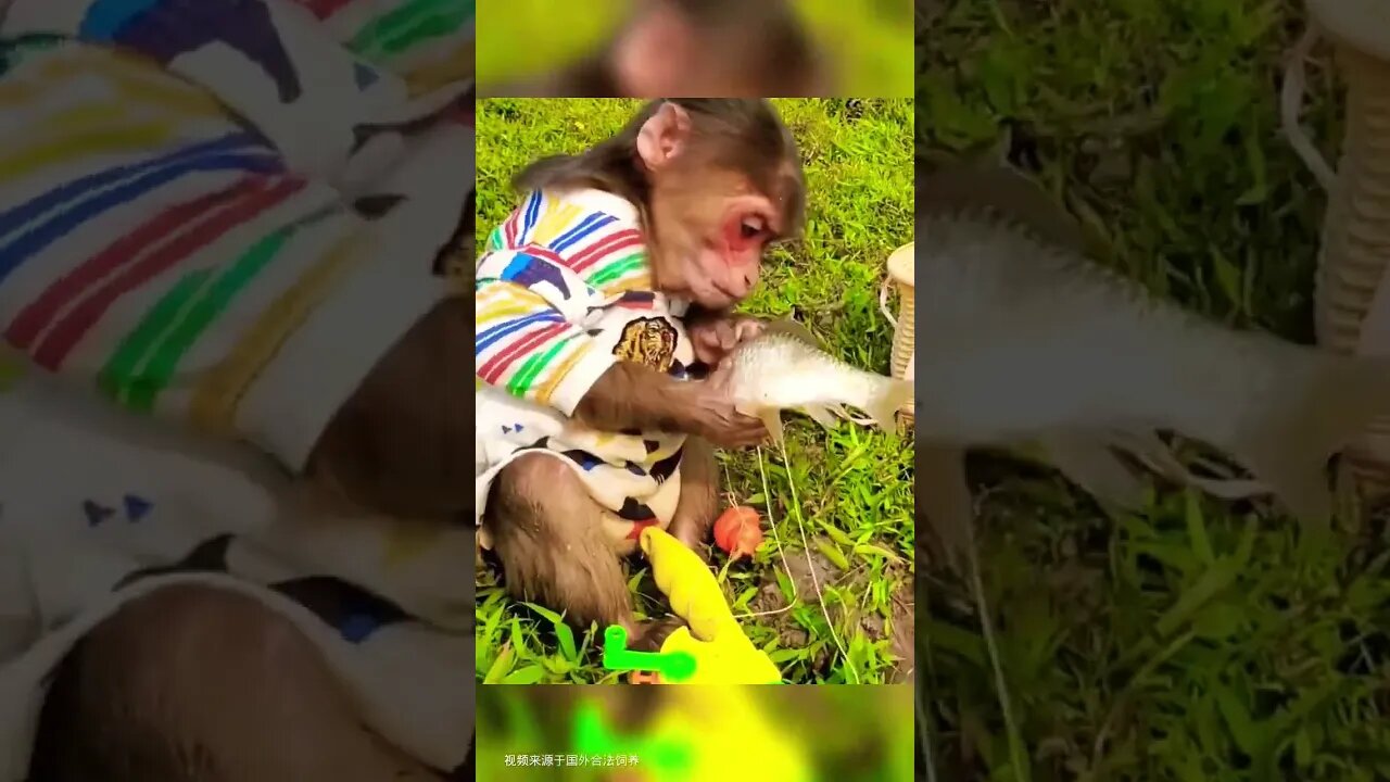 Amazing Funny Monkey 🐒 #funny #reels #funnyvideo #shortvideo #shortsfeed #viral #comedy #fun #monkey