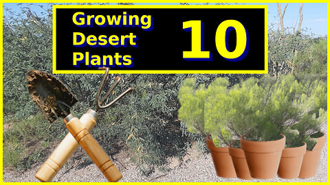 Growing Desert Plants 10