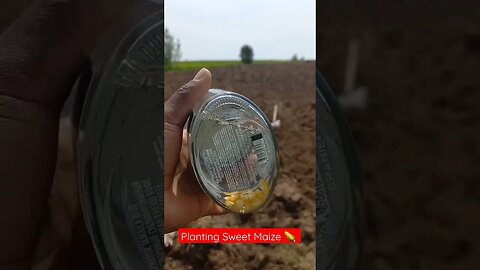 How to Plant Maize | #short #shorts #shortvideo #shortsvideo #subscribe #shortsfeed #farming #like
