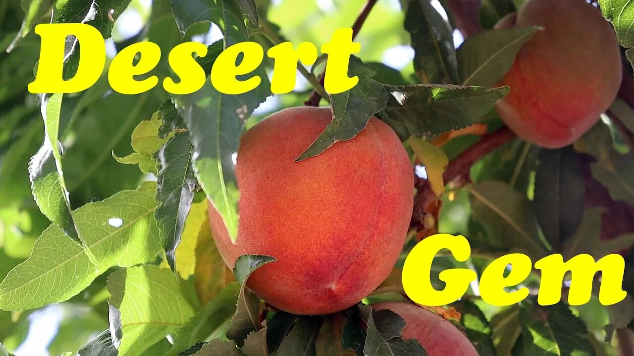 A Freestone Gem for the Desert | Early Amber Peach