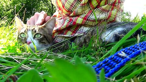 Kitten Hears a Dog and Becomes Attentive