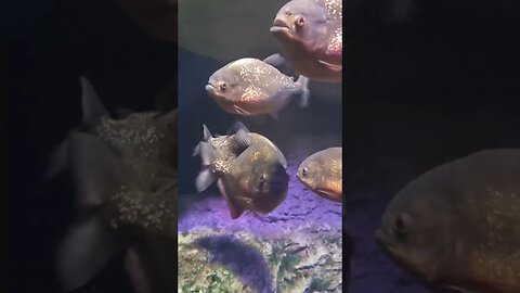 piranhas