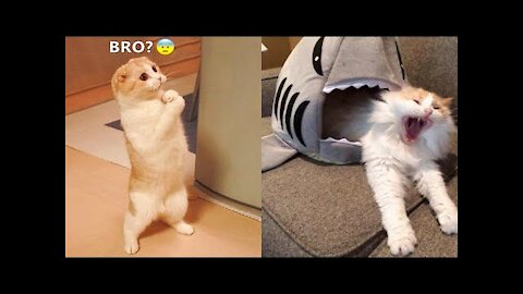 Funniest Animals - Best Of The 2021 Funny Animal Videos #7