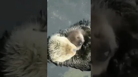 What is the name of this Sea Animal | #Shorts #Animals #SeaVideo