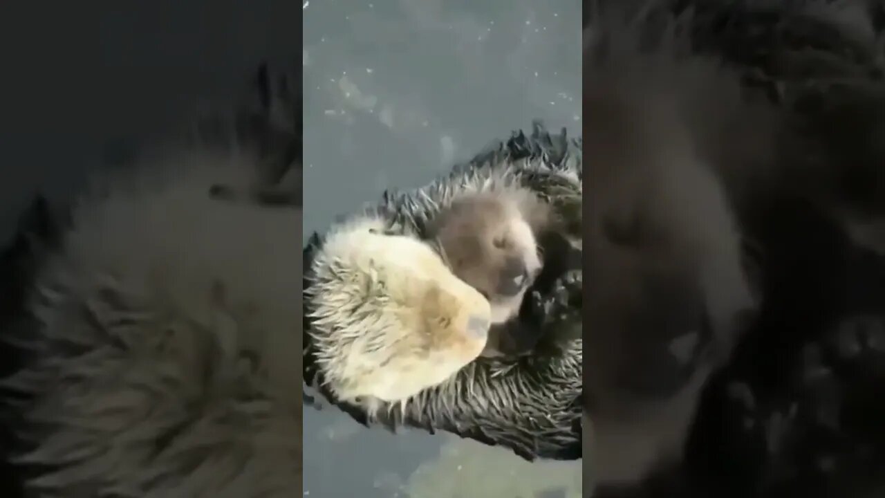 What is the name of this Sea Animal | #Shorts #Animals #SeaVideo