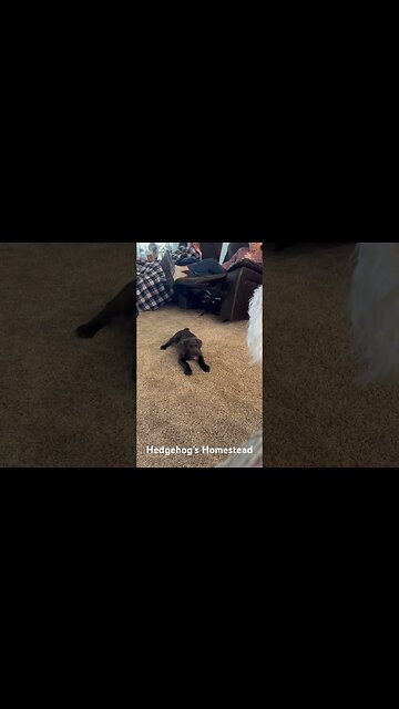 4th of July puppy fun