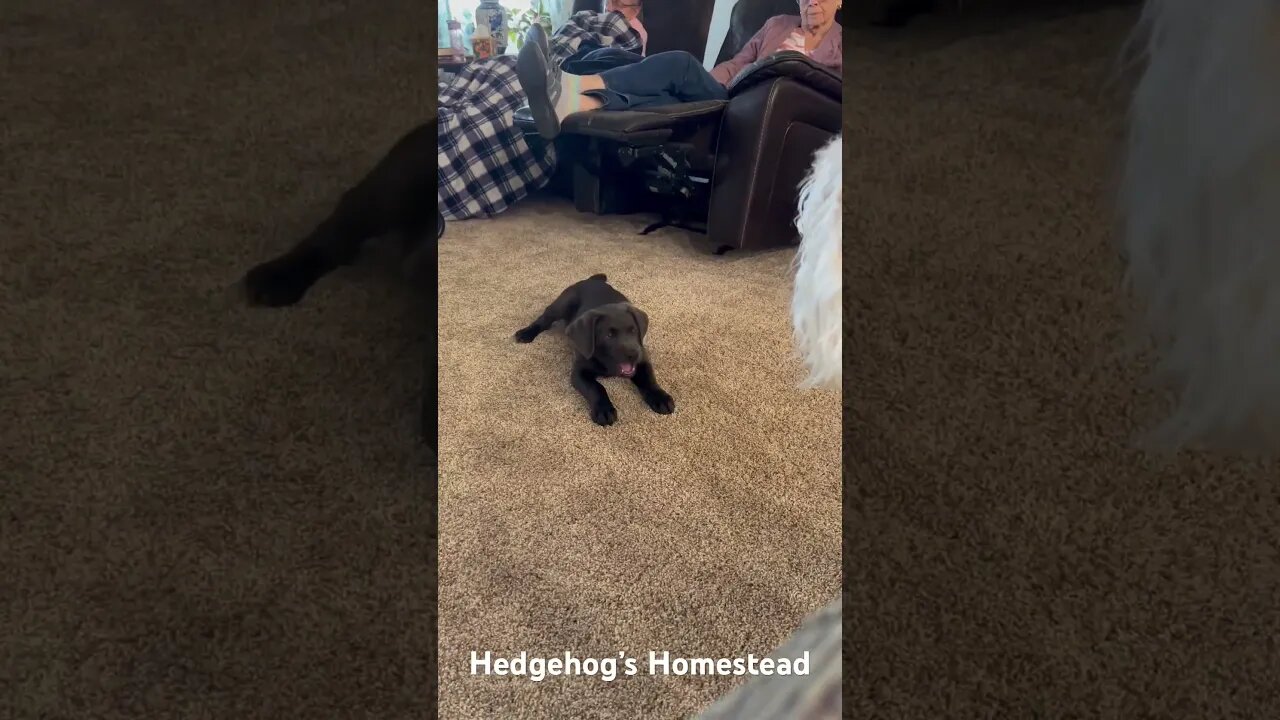 4th of July puppy fun