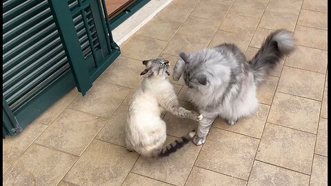 Iris and Horus fighting for the terrace!