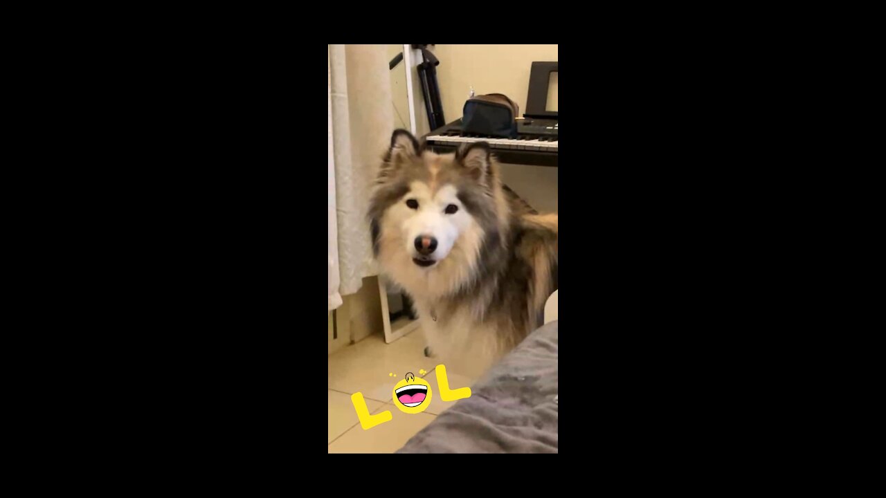 Confused dog 🐕 howls at his reflection