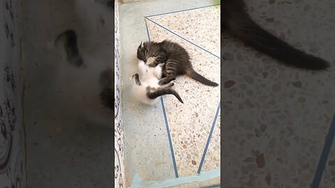 sigma animal welfare , happy moments with funny kittens !!!!