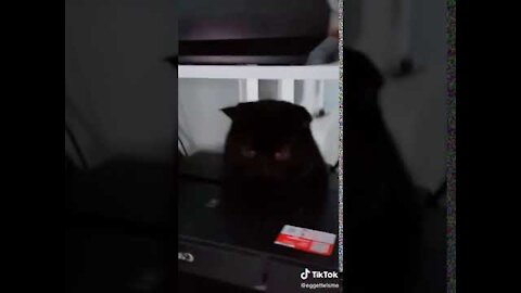 Lovely Cat, funny cats, funny cat videos 1228