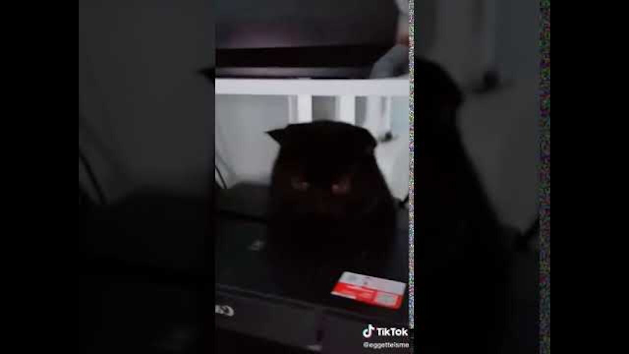 Lovely Cat, funny cats, funny cat videos 1228