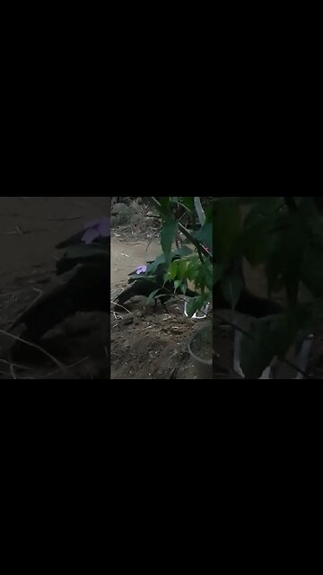 JACU EM BUSCA DE COMIDA DEITADO NA ARVORES JACUAÇU