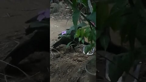 JACU EM BUSCA DE COMIDA DEITADO NA ARVORES JACUAÇU