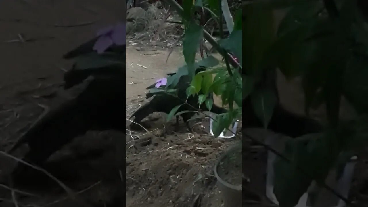 JACU EM BUSCA DE COMIDA DEITADO NA ARVORES JACUAÇU