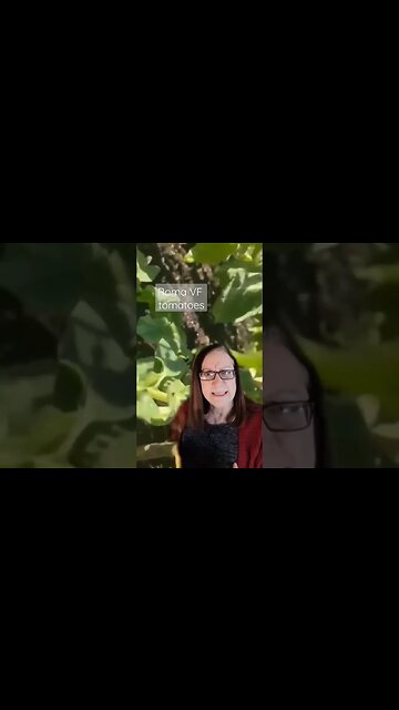 Plum Tomatoes for Raised Beds