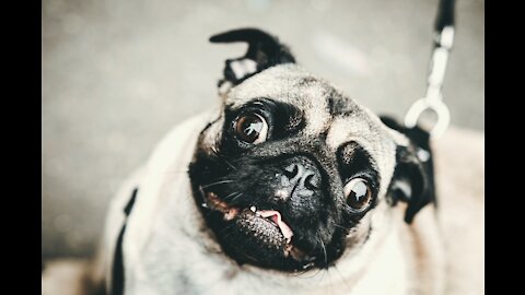 This Pug lose its temper when irritated repeatedly by his brother