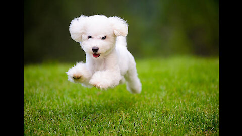 Cute puppies running