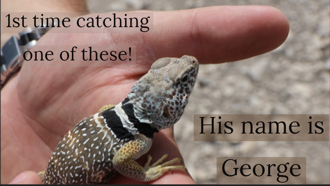 Critter Highlight: Great Basin Collared Lizard🦎