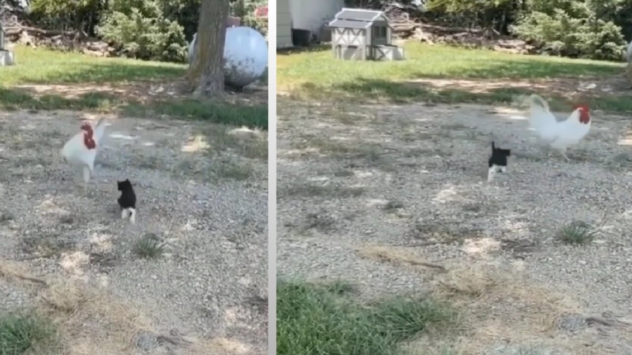 Black cute Puppy dog and White big Chicken Fightings to Garden