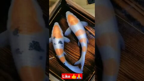 Best video#shorts #short #youtubeshort #fun #funny #youtubeshorts