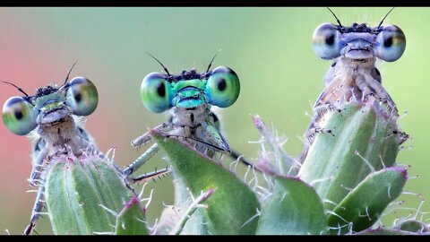 GREEN THINGS by David Van Wieren