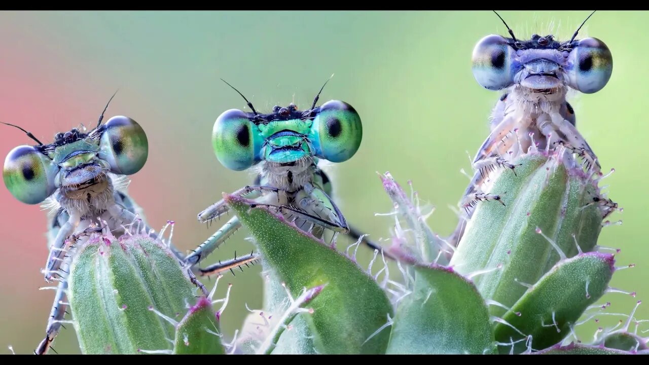 GREEN THINGS by David Van Wieren