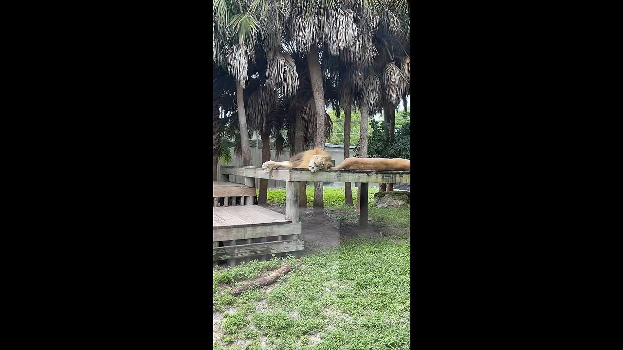 Lions Nap At Naples Zoo