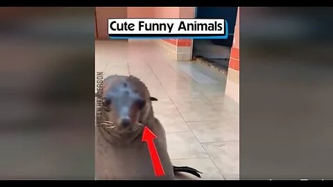 Cute Funny Animals