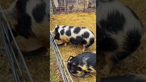 Rain or Shine🐷 #rain #gloomy #kunekune #chores #farmanimals #fyp #fy #homesteading #farmlife