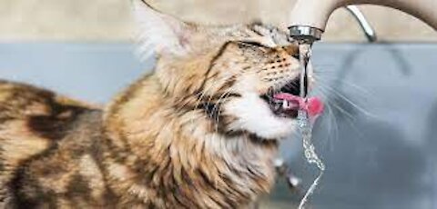 Cute cat drinks running water