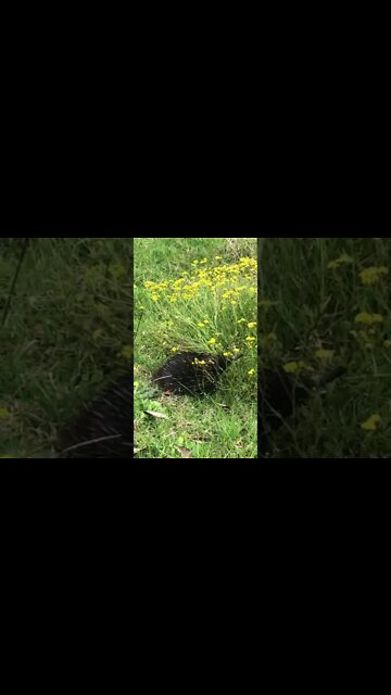 Echidna at the side of the road