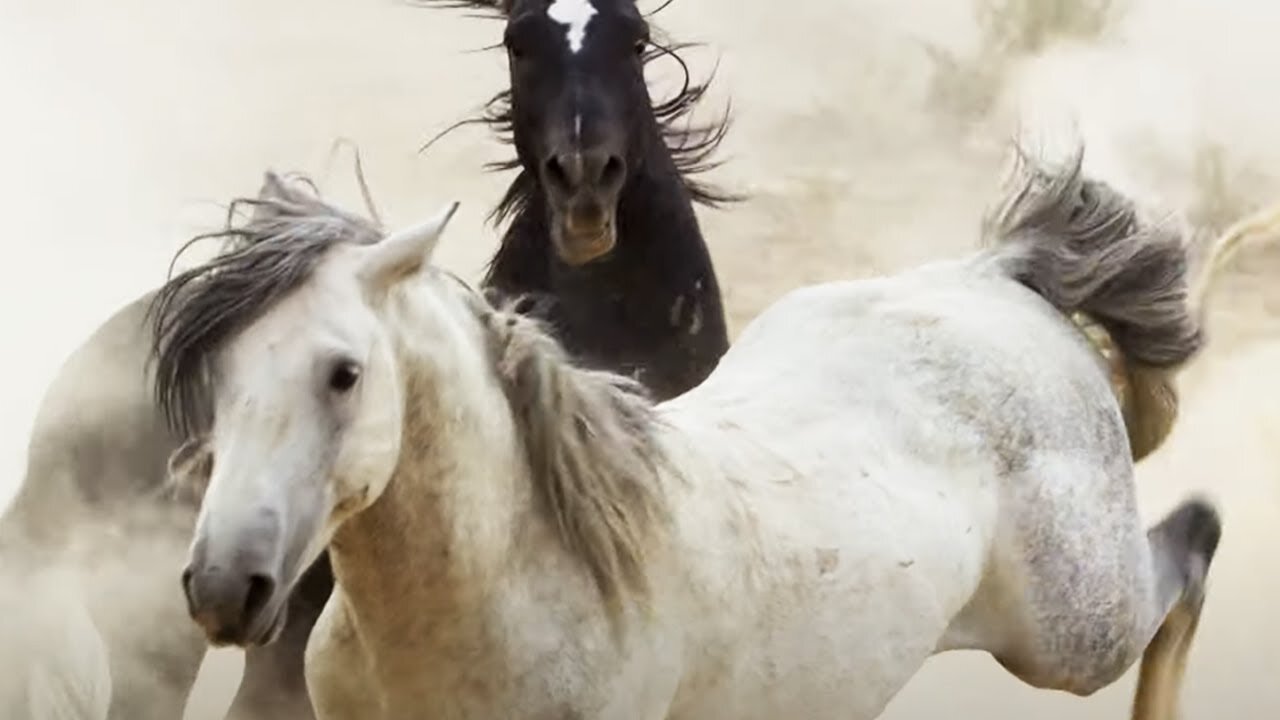 Brutal Stallion Mating Fight