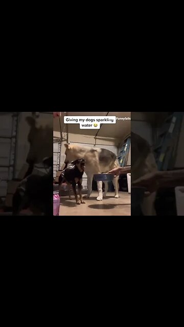 Funny dog fun times #dog #shortvideo