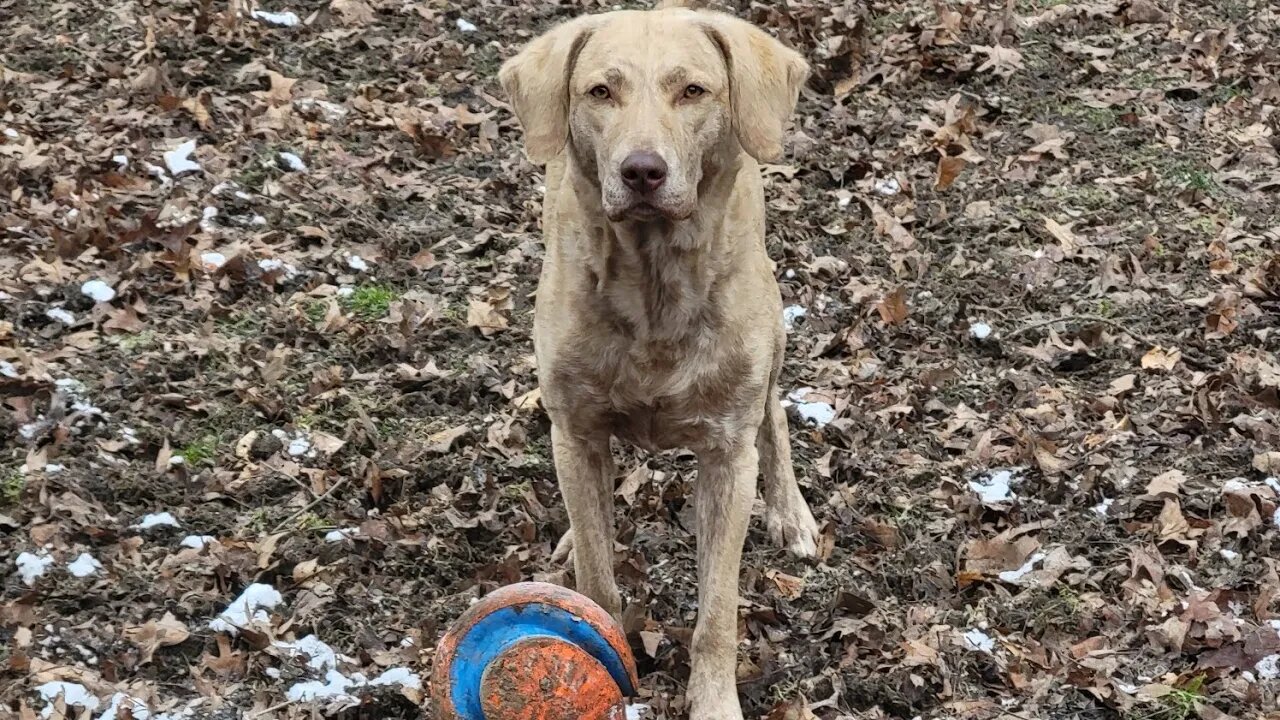 Babygirl's a retrieving machine #chesapeakebayretriever #lifewithdogs #chessiesofyoutube