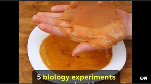 5 biology experiments we can do it at home