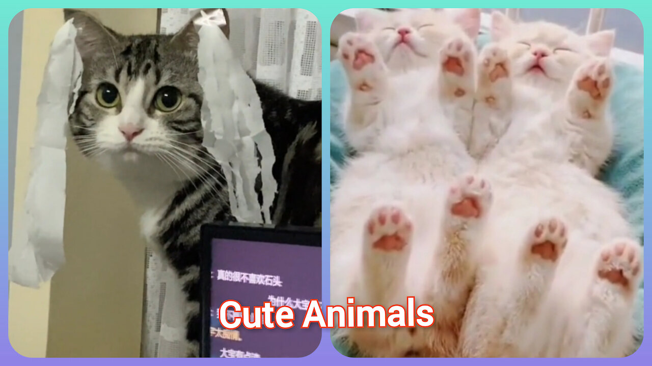 Cute Animals Make Fun - Lovely And Cute Animals Pet.
