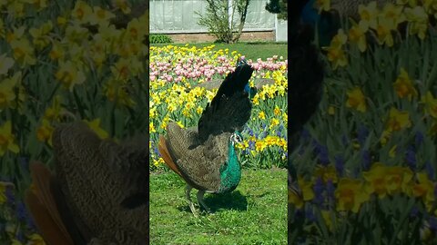 Peahen Display #shorts #short