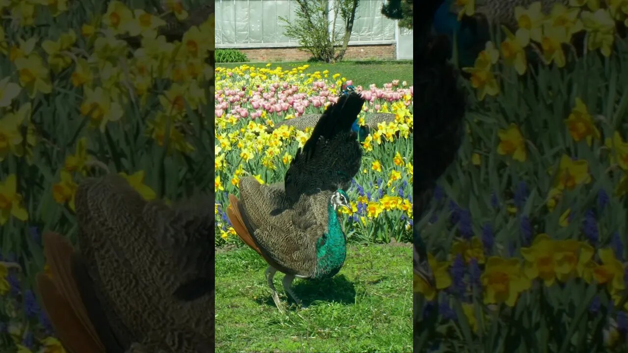 Peahen Display #shorts #short