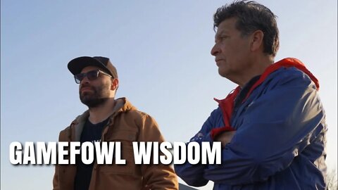 ART IN MOTION - HOMER CABRERA / GAMEFOWL WISDOM