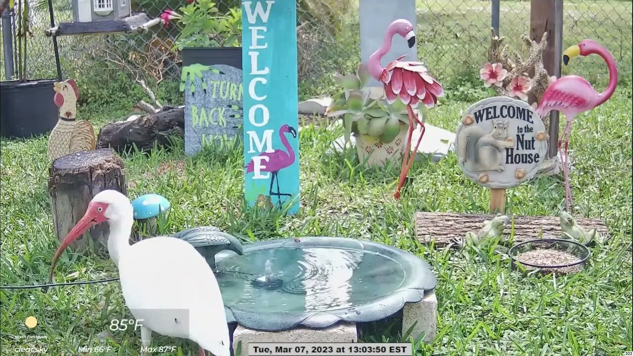 Visitor Ibis at the Bird Bath