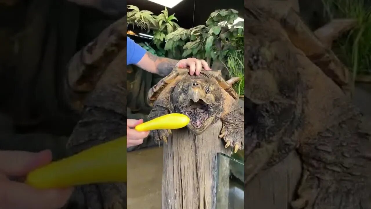 Mordida poderosa 😱😱😱