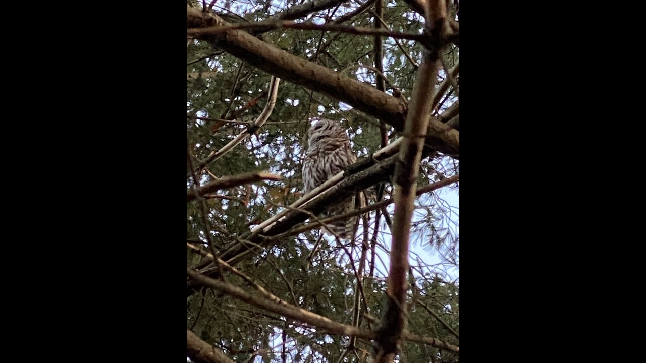 Owl’s