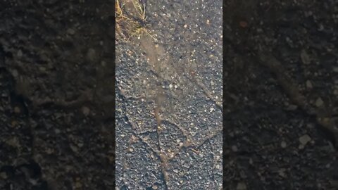 Water main leak
