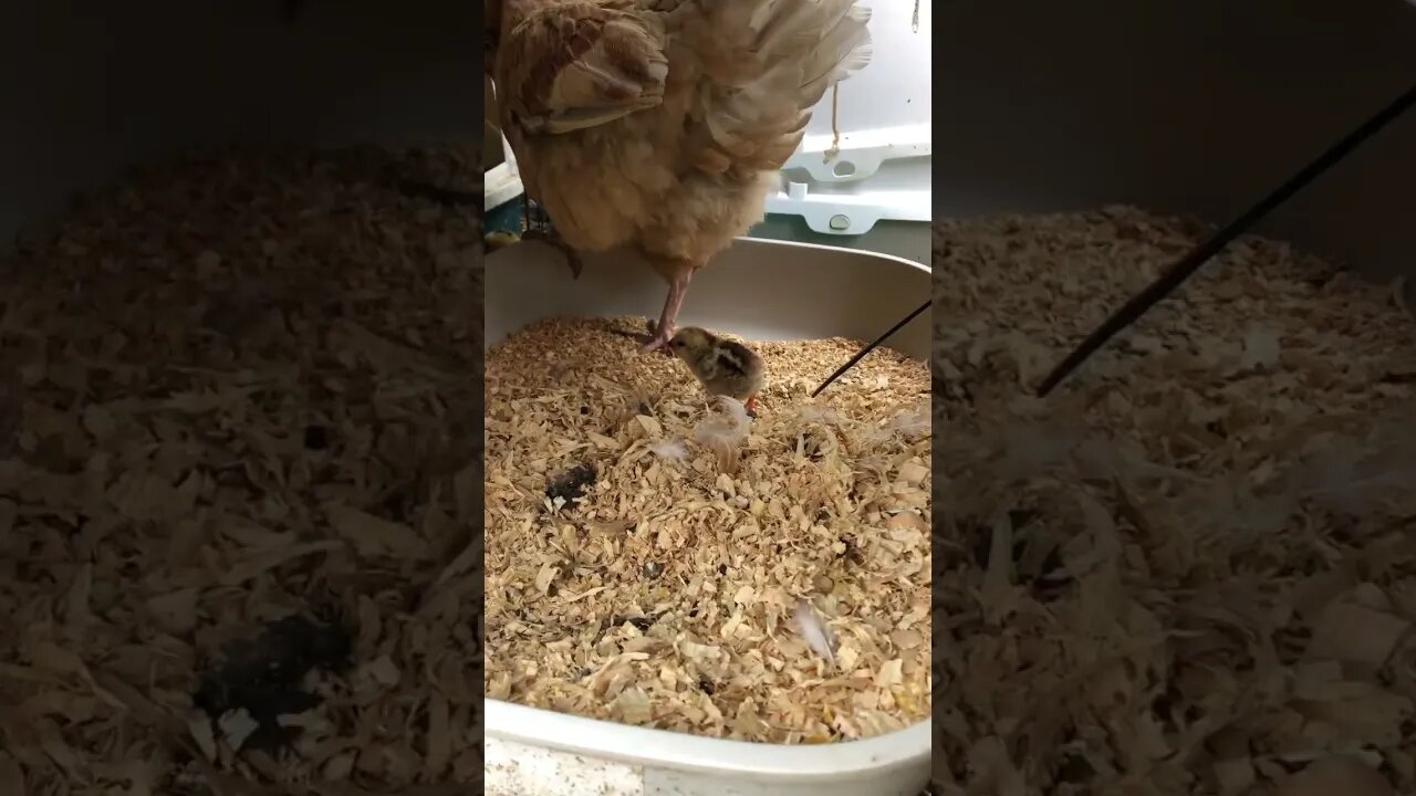 Took lid off nesting box so chicks can hop in and out