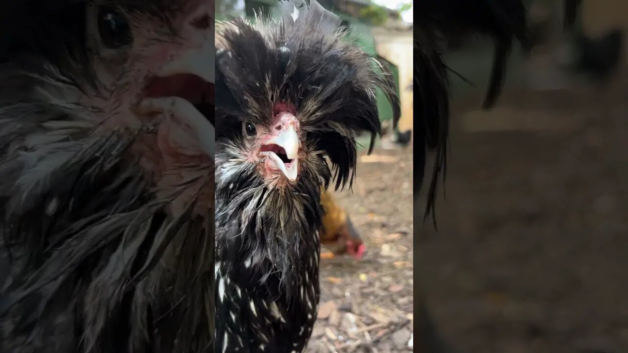 Polish Chicken Attracted to Camera!