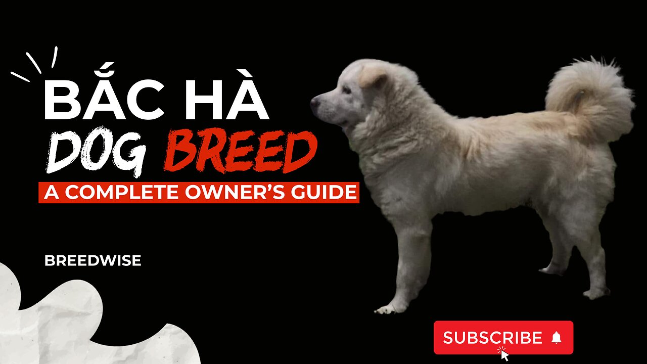 Uncovering the Bắc Hà Dog Breed: Comprehensive Guide & Care Tips